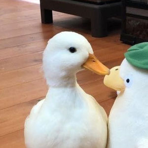 Meet your Posher, Bernyce